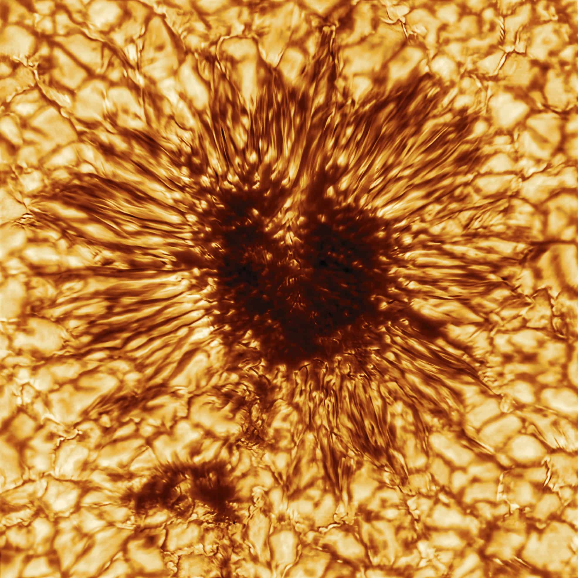DKIST Sunspot Image